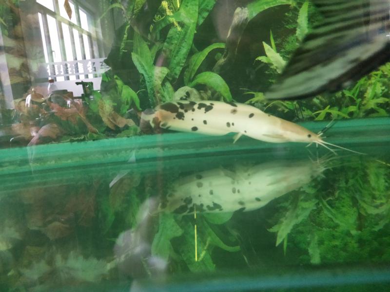 水中的溶解氧含量会影响鱼虾生长吗