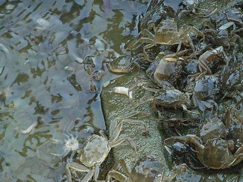 氨氮超标对水产养殖有什么影响