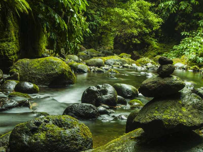 藻类会对水质造成哪些影响