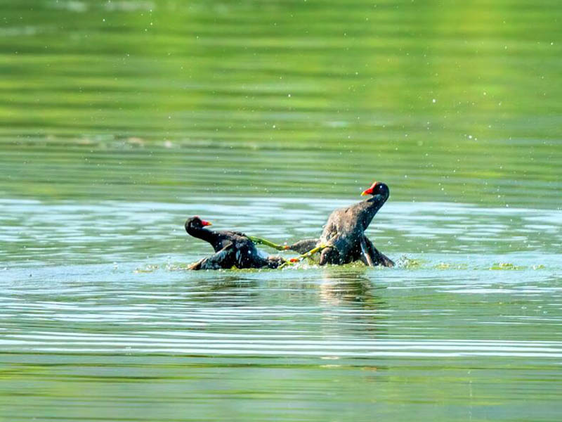 总氮测定仪检测水中总氮含量的原理