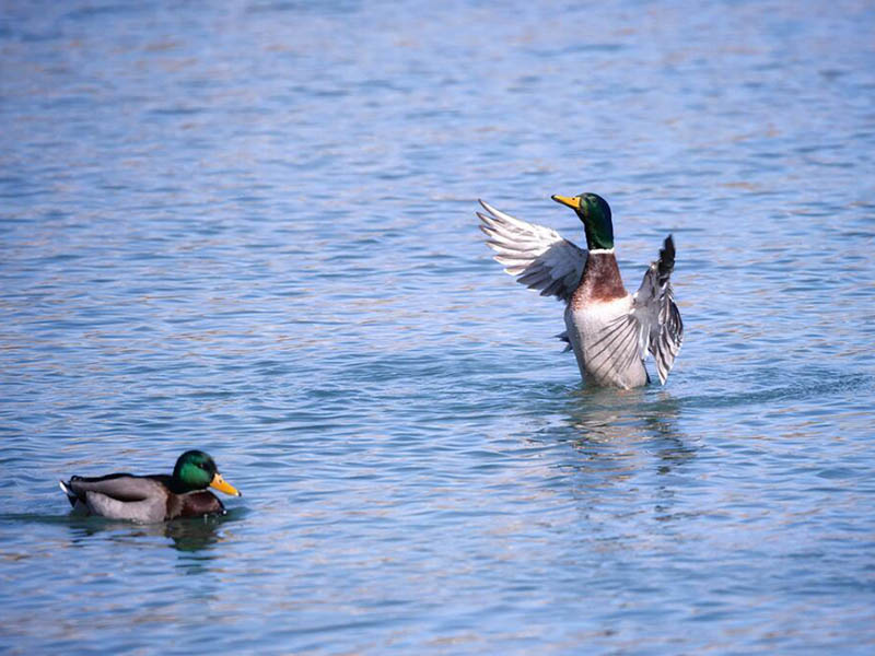 如何选择合适的水产养殖检测仪