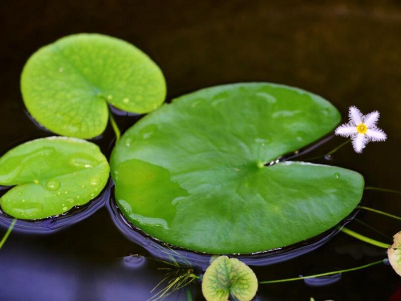 水中藻类的构成