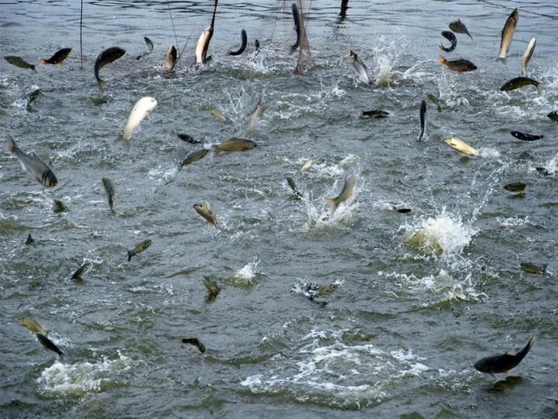 水产养殖户需要了解的水中重金属
