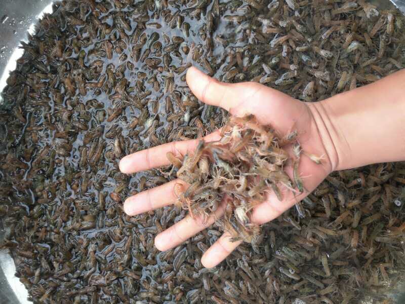 小龙虾苗成活率低？要做好选种和管理