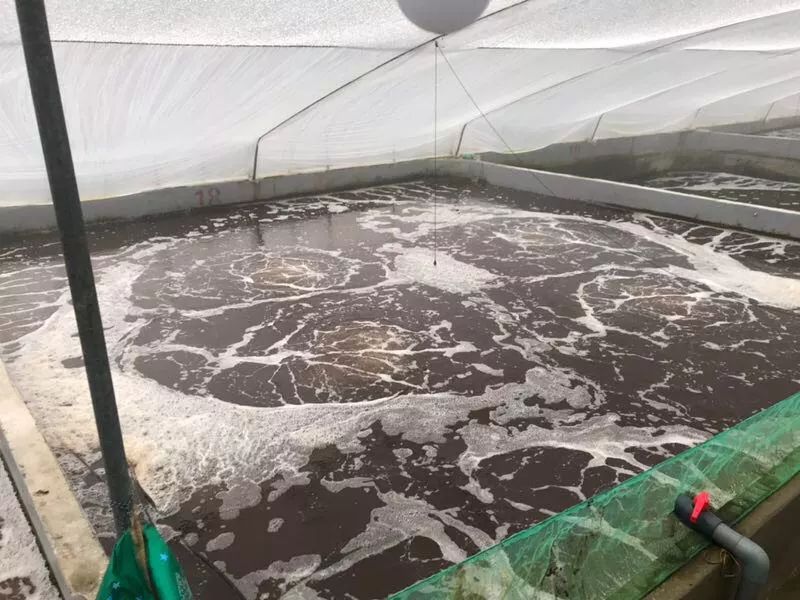 在水产养殖中水质的哪项指标是最重要的